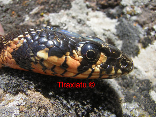 Alcune bestiole poco conosciute del territorio siculo